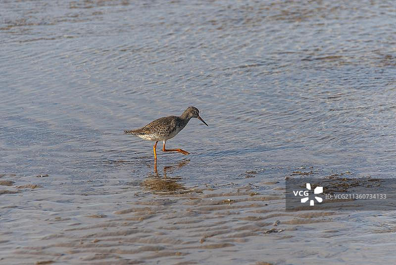红脚鹬在丹麦亨纳莫勒海滩涉水图片素材