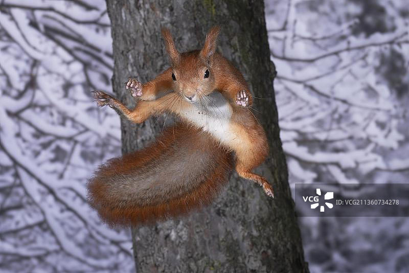 德国欧亚红松鼠冬季森林跳跃图片素材