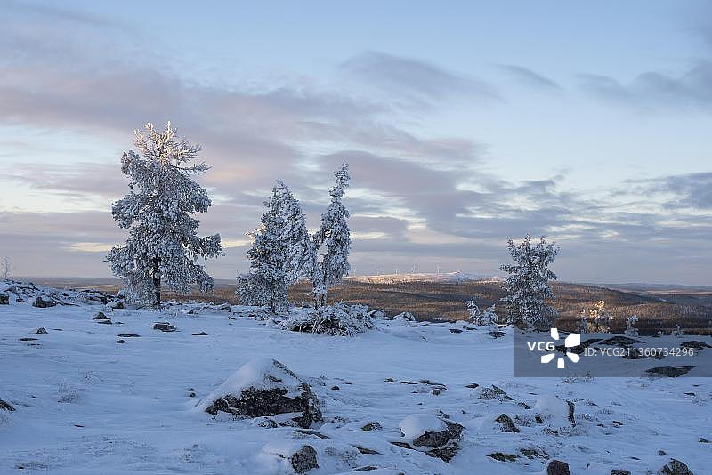 芬兰Saerkitunturi的树线景观图片素材