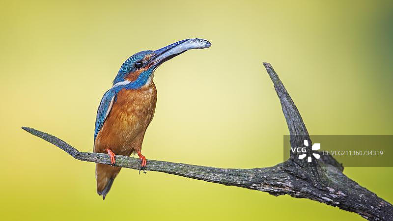 普通翠鸟雄鸟栖息枝头衔鱼图片素材