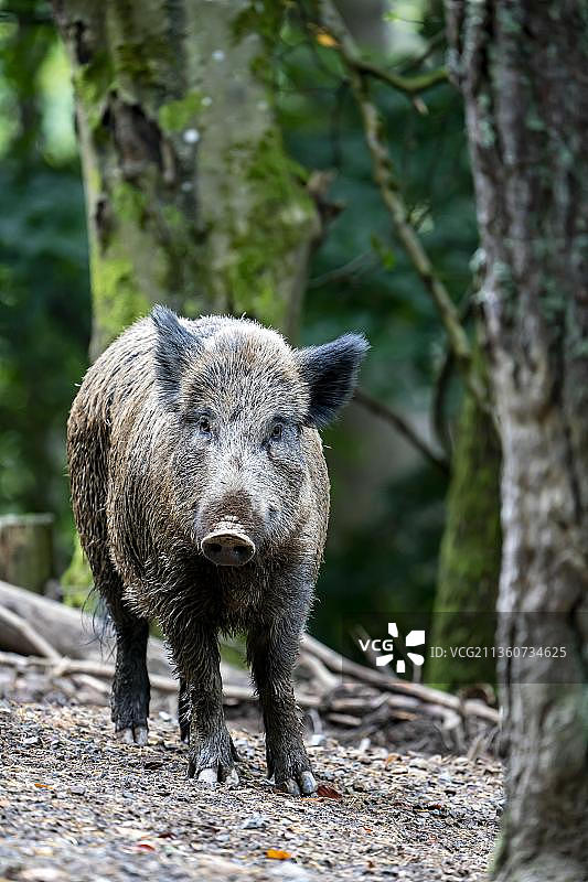野猪（Sus scrofa），德国莱茵兰-普法尔茨州图片素材