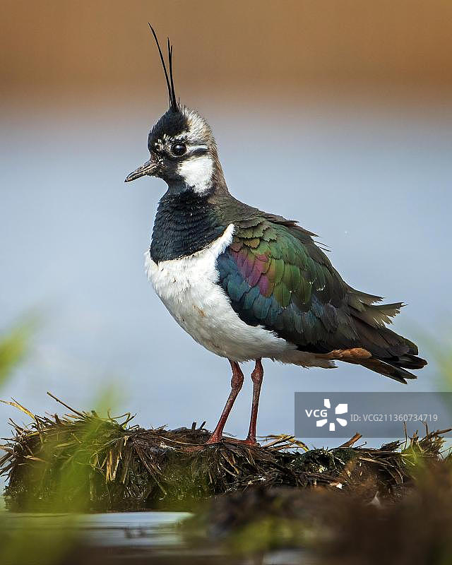 凤头麦鸡（Vanellus vanellus）在湿草地上觅食，德国萨克森-安哈尔特图片素材