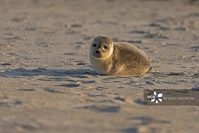 德国黑尔戈兰岛沙滩上的小灰海豹图片素材
