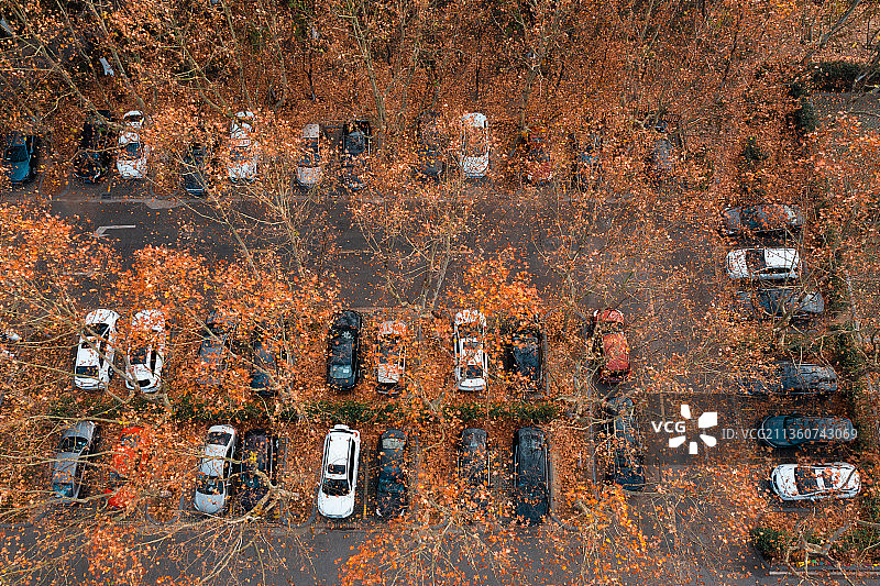 秋天被绿树包围的停车场停满车辆，停车场充满黄色树叶图片素材