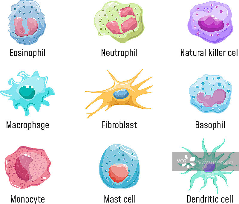 细胞淋巴细胞免疫系统人体解剖图片素材