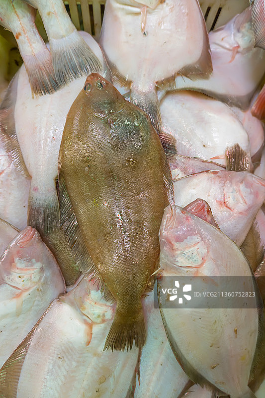 棚拍新鲜的偏口鱼图片素材