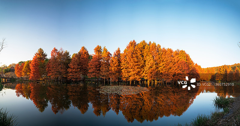 燕雀秋韵图片素材