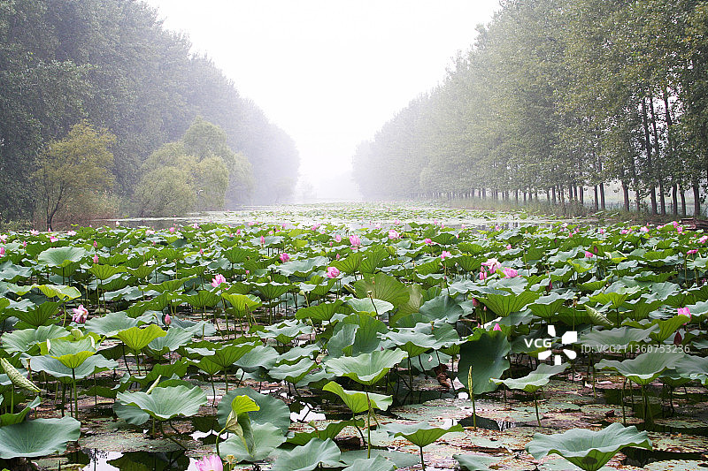 山东滕州微山湖红荷湿地图片素材