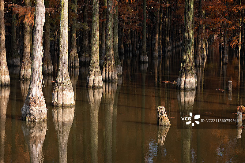 湿地秋色图片素材