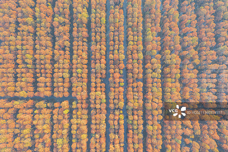 湿地秋色图片素材