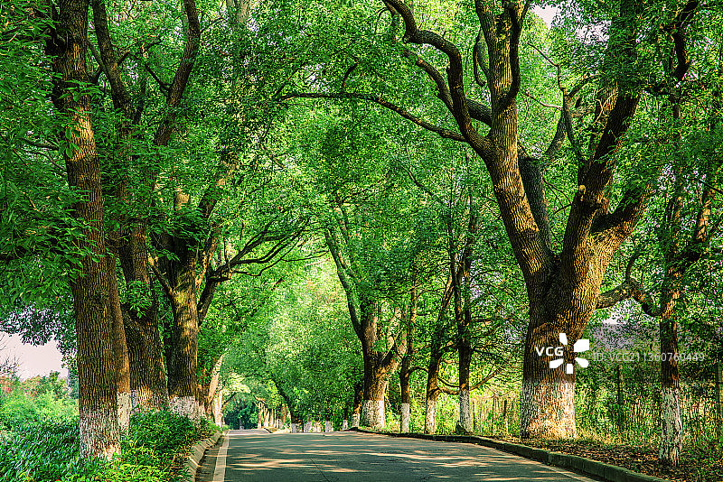 阳光下高大的香樟树图片素材