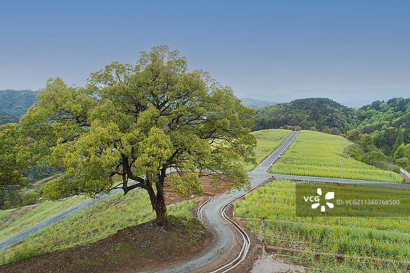 浙江金华浦江县前吴乡民生村油菜花梯田风光航拍图片素材