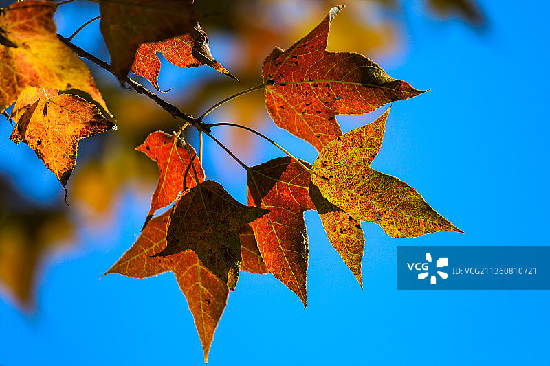枫叶图片素材