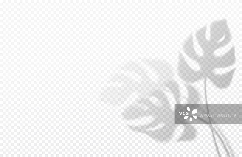 逼真蓬莱蕉叶透明阴影图片素材