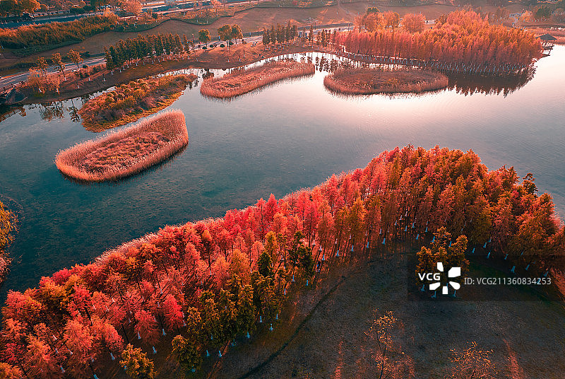 冬季松雅湖湿地杉红如火图片素材