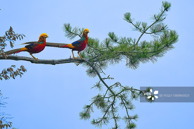 锦鸡迎宾图片素材