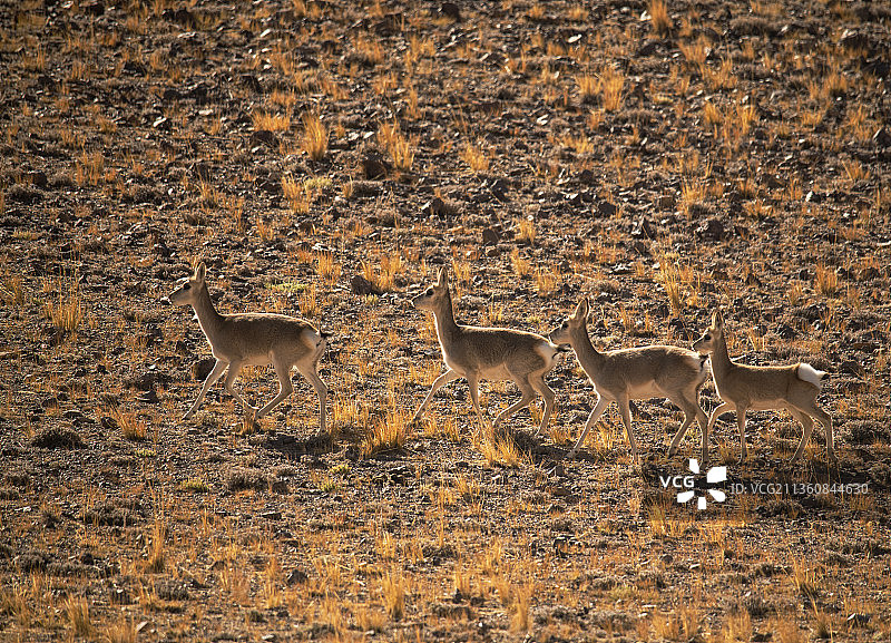 西藏阿里羌塘藏原羚图片素材