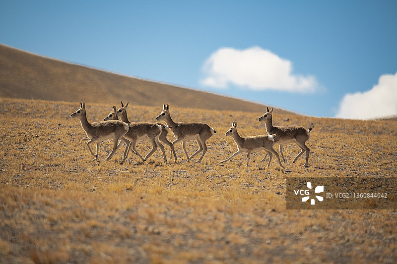西藏阿里羌塘藏原羚图片素材