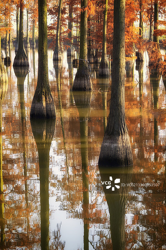 武汉涨渡湖池杉图片素材