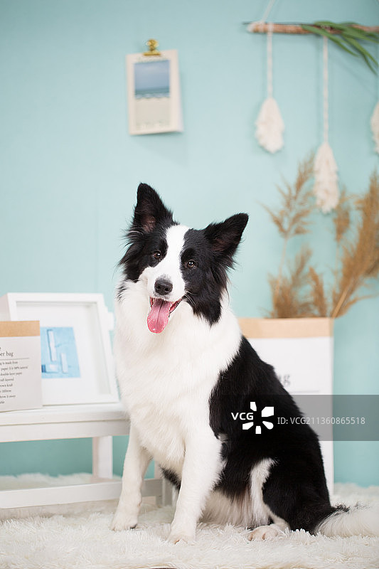 宠物边牧设计素材模板图片素材