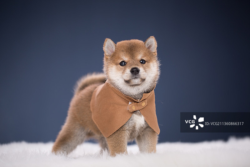 宠物柴犬纯底设计素材模板图片素材