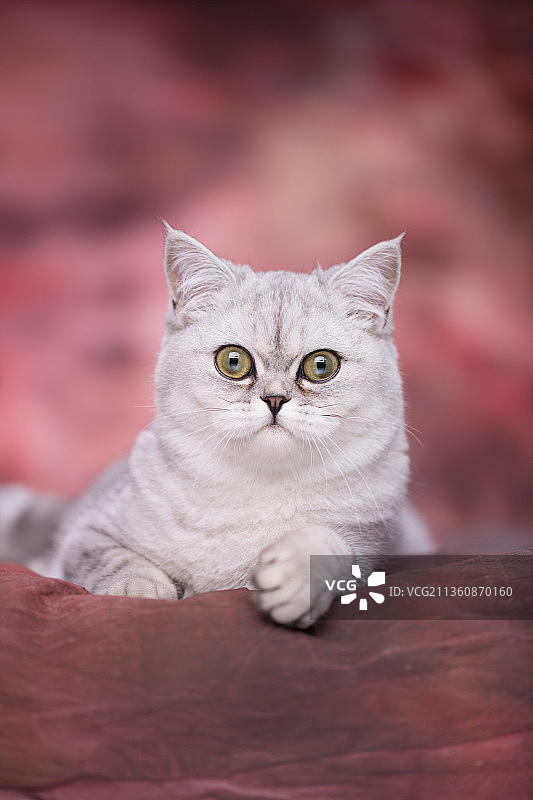 宠物美短纯底设计素材模板图片素材