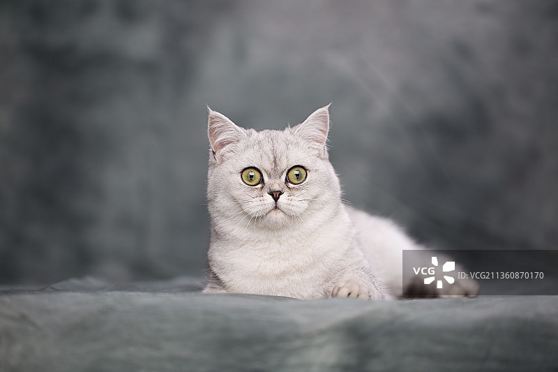 宠物美短纯底设计素材模板图片素材