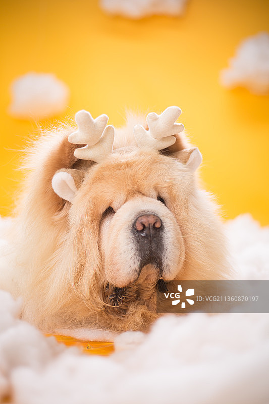 宠物松狮纯底设计素材模板图片素材