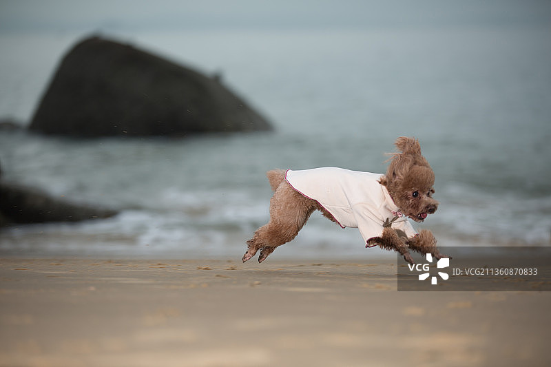 宠物泰迪纯底设计素材模板图片素材