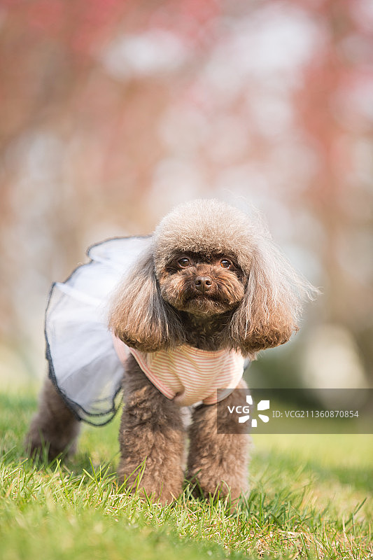 宠物泰迪纯底设计素材模板图片素材