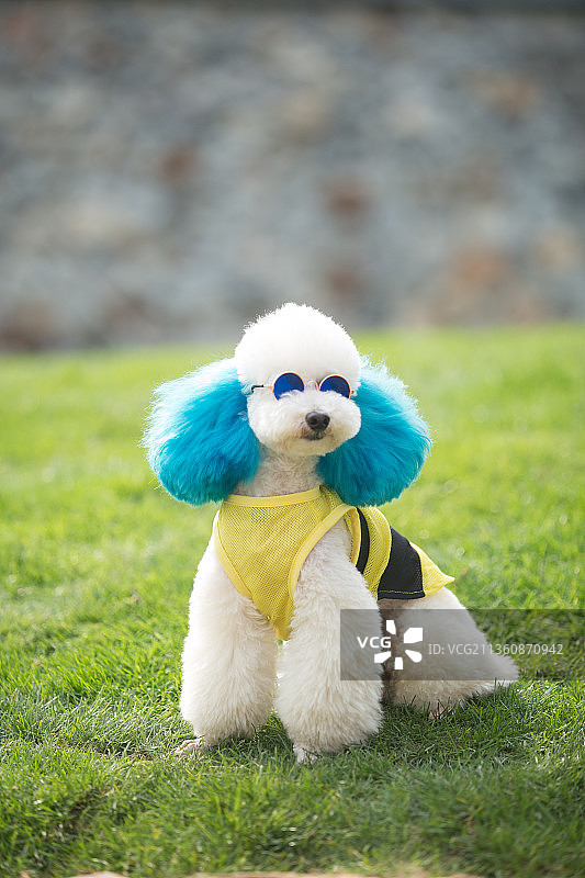 宠物泰迪纯底设计素材模板图片素材