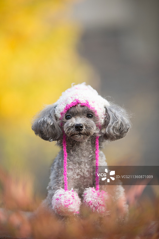宠物泰迪纯底设计素材模板图片素材