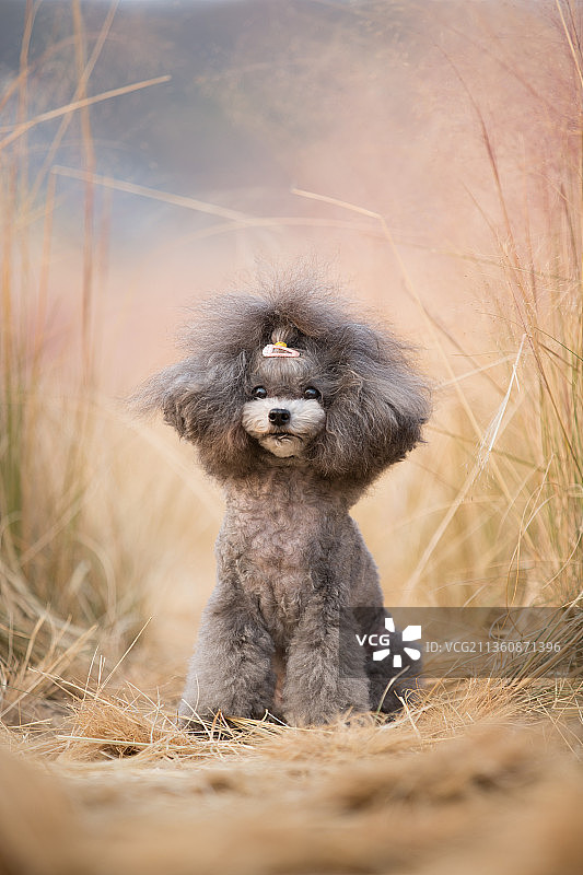 宠物泰迪纯底设计素材模板图片素材