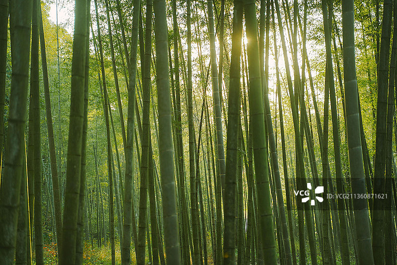 夕阳竹林 武侠场景图片素材