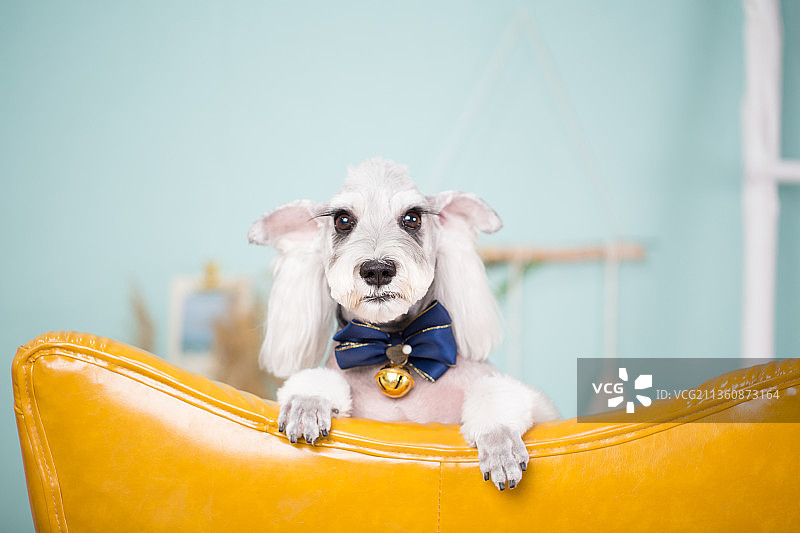 宠物雪纳瑞纯底设计素材模板图片素材