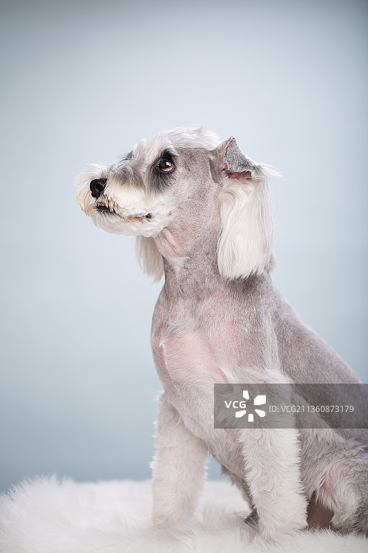 宠物雪纳瑞纯底设计素材模板图片素材