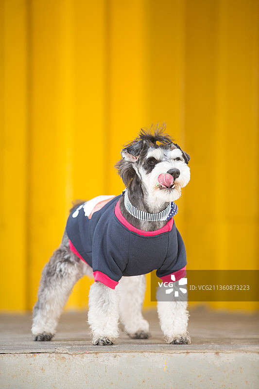 宠物雪纳瑞纯底设计素材模板图片素材