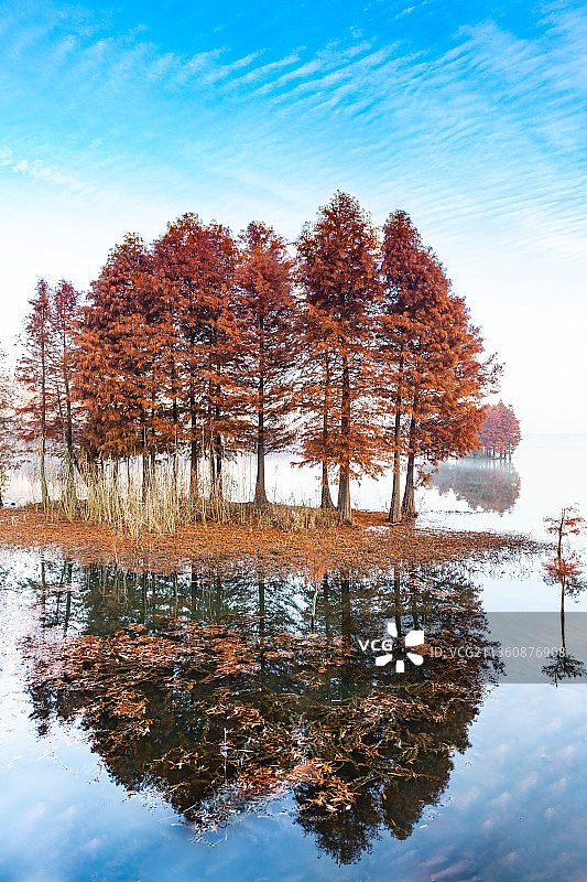 水杉红图片素材