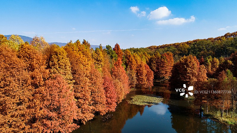 南京梅花谷落羽杉图片素材