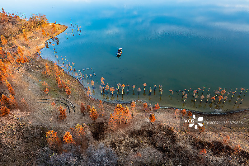 弯弯的湖边池杉林图片素材