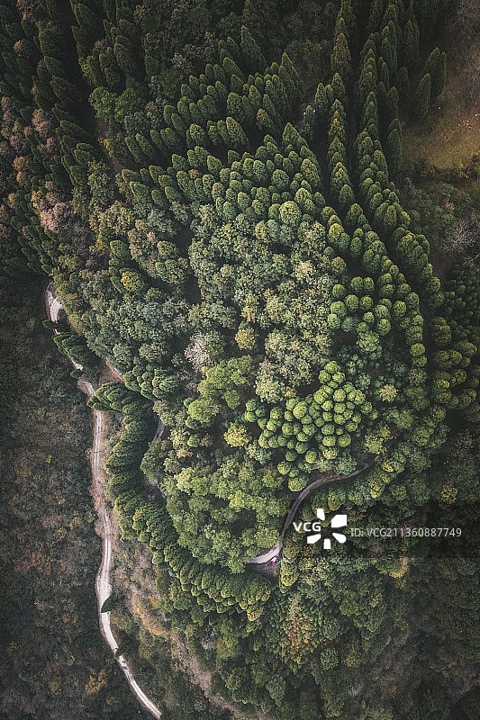 俯瞰林场图片素材