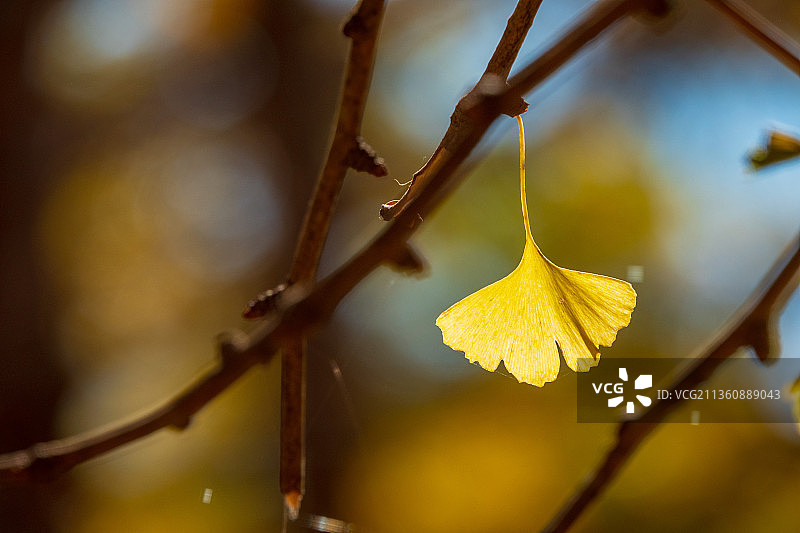 腾冲银杏村图片素材