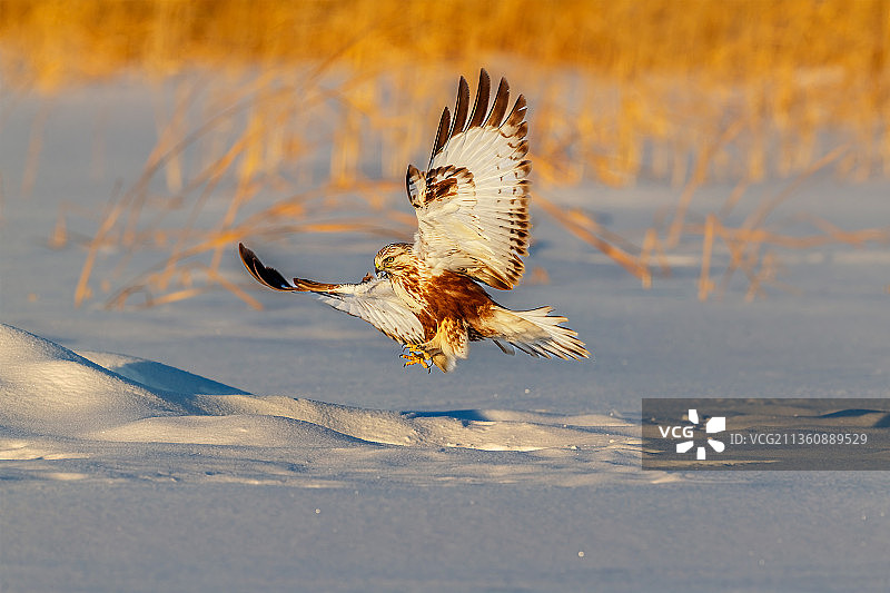 毛脚鵟图片素材