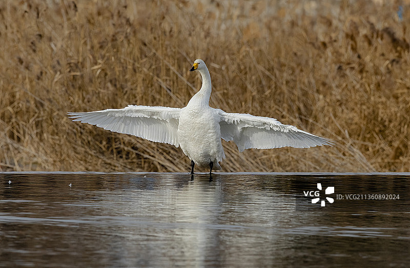 大天鹅振翅图片素材