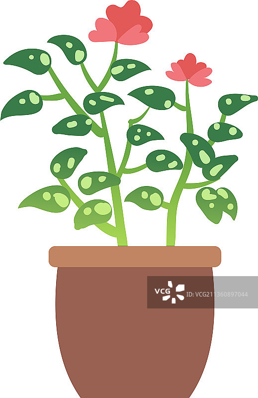 红色秋海棠盆栽绿色家居植物图片素材