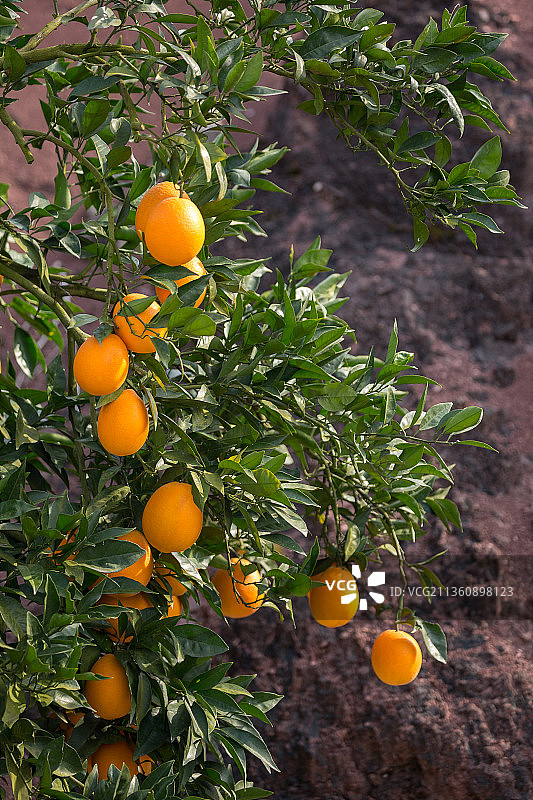 奉节脐橙图片素材