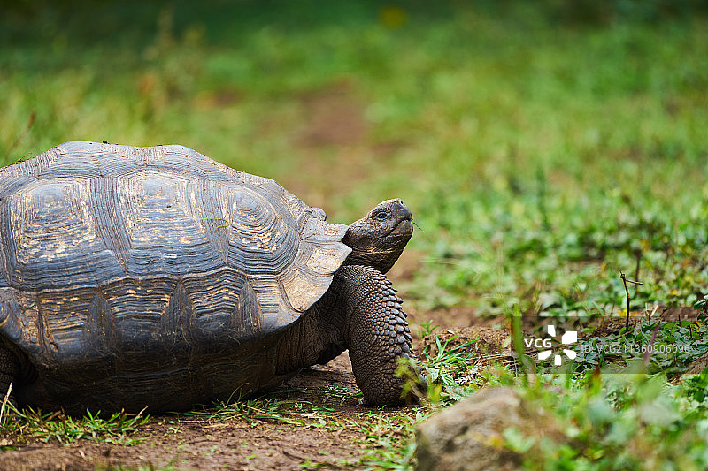加拉帕戈斯群岛图片素材