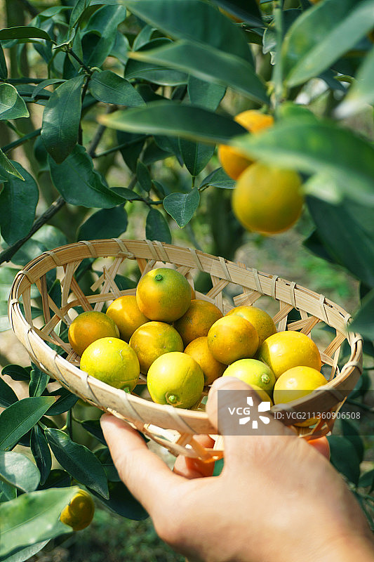 采摘脆皮金桔。图片素材