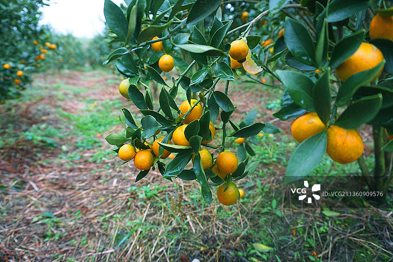 金桔果田。图片素材