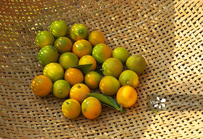 摘金桔。图片素材